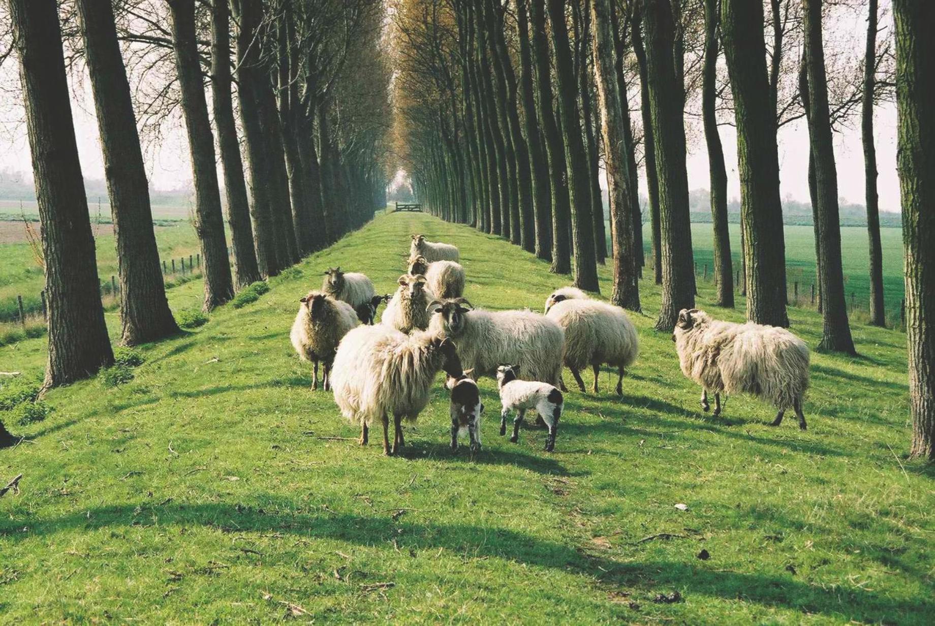 Geersdijk B&B Landgoed Rijckholt מראה חיצוני תמונה